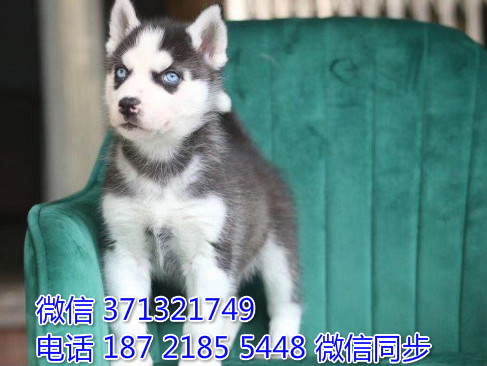 深圳特惠 宠物哈士奇犬纯种幼犬 深圳犬舍在哪里