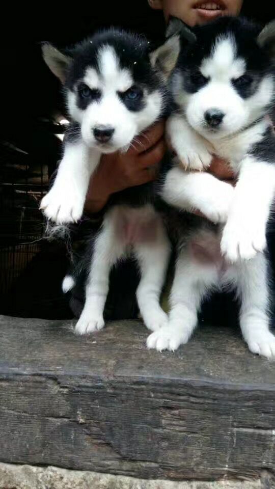 怒江买狗的地方 云南狗场买狗 出售纯种哈士奇