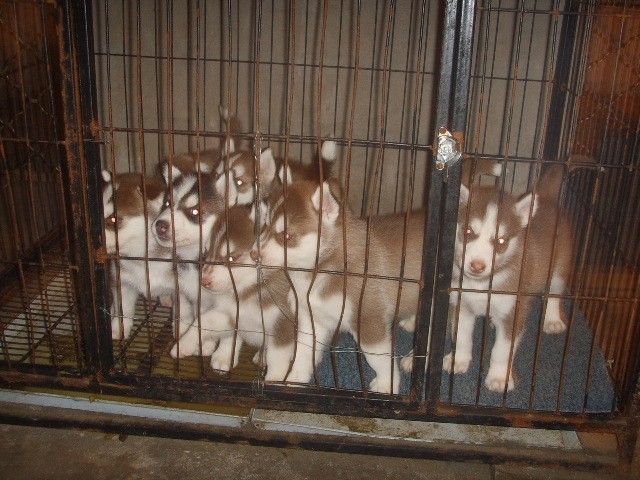 丽江哪里买红哈士奇 云南本地狗场出售红哈士