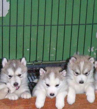 德宏买哈士奇 陇川县买哈士奇 狗场出售哈士奇