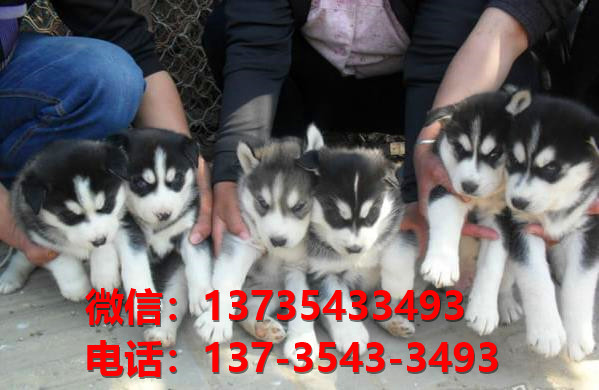 纯种哈士奇幼犬出售 长沙宠物狗犬舍领养宠物狗市场在哪里卖狗买狗
