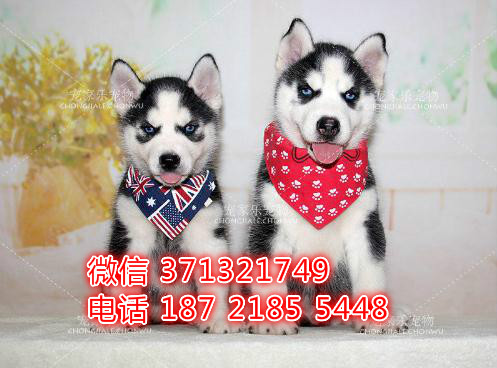 长沙狗狗 哈士奇犬出售纯种幼犬 长沙犬舍 全