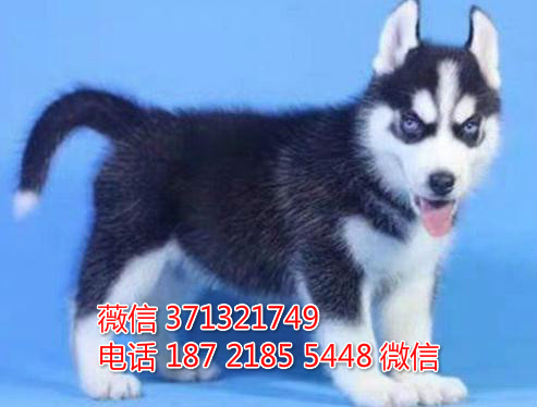 兰州宠物 哈士奇犬出售纯种幼犬 兰州犬舍在哪里