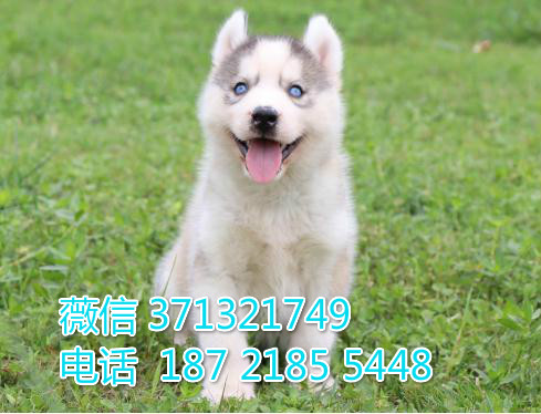 深圳宠物 哈士奇犬出售纯种幼犬 深圳宠物狗犬