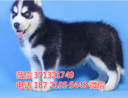 新建犬舍出售 哈士奇犬纯种幼犬  新疆哪里有卖狗