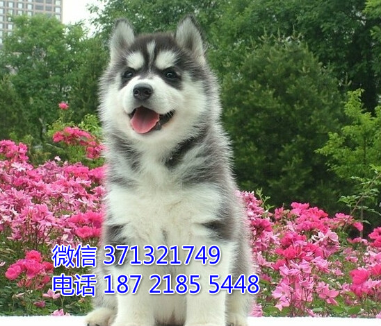 台州 宠物 哈士奇犬出售 台州狗场犬舍在哪里