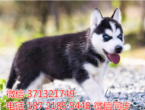 济南特惠哈士奇犬出售，济南犬舍在哪里 狗场繁殖