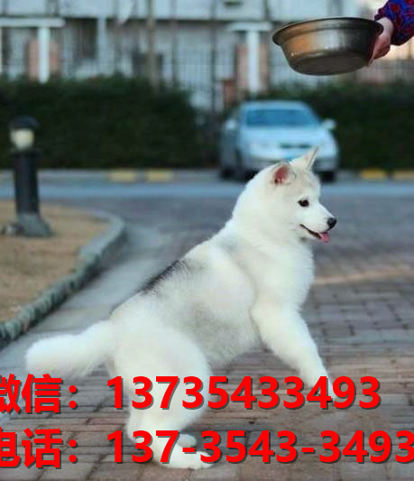 成都宠物狗犬舍出售纯种哈士奇犬宠物狗市场在