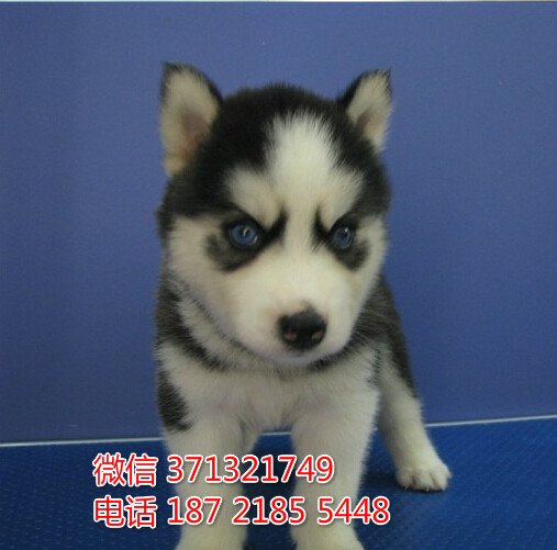 太原宠物 哈士奇犬纯种幼犬 太原狗场 特价宠