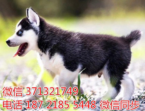 合肥犬舍 宠物狗狗 哈士奇犬出售 合肥狗场繁殖