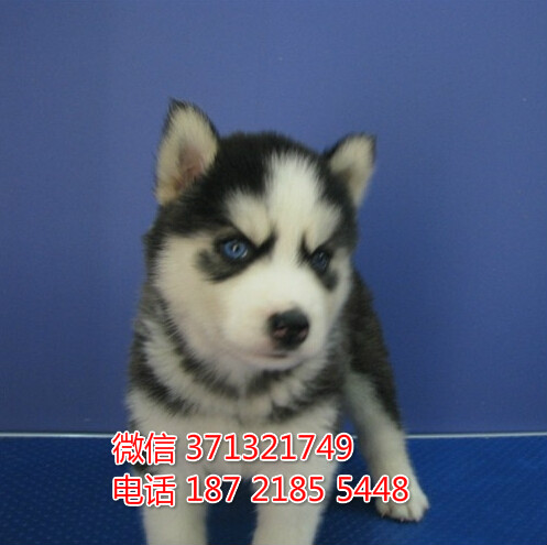 长沙宠物 哈士奇犬出售纯种幼犬 长沙狗场在哪里