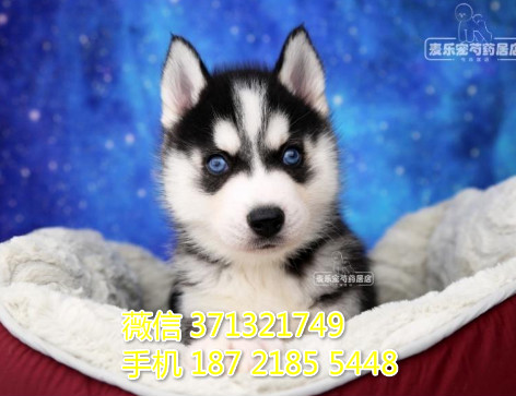 苏州宠物 哈士奇犬出售纯种幼犬 苏州犬舍子哪