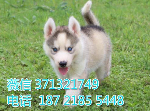 厦门宠物 哈士奇犬纯种幼犬出售 厦门犬舍在哪里