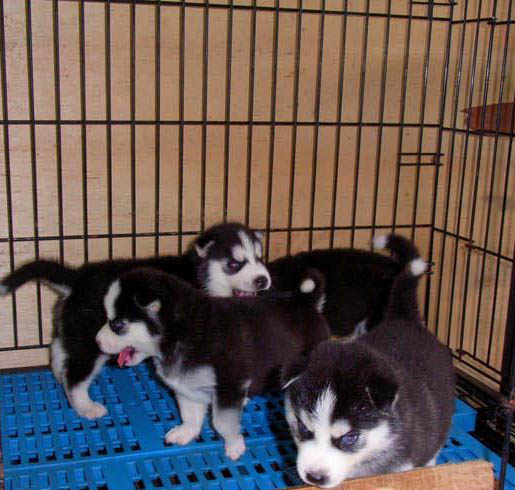 思茅买宠物狗 思茅买哈士奇 名犬基地出售哈士