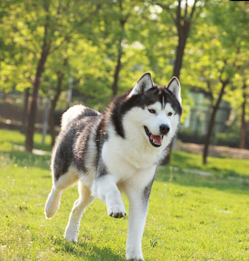 北京宠物狗狗犬舍出售纯种哈士奇犬 二哈在哪