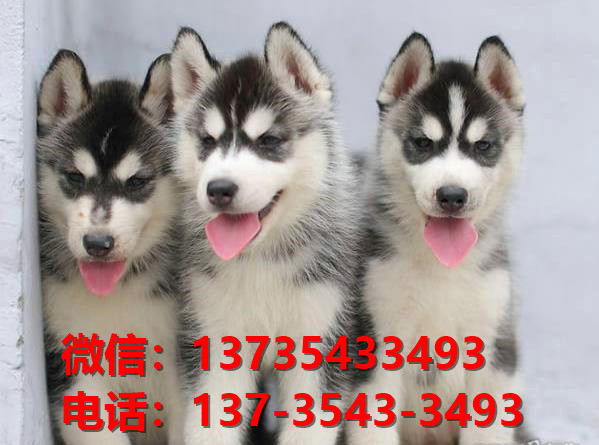 河北承德宠物狗狗犬舍出售纯种哈士奇犬 二哈