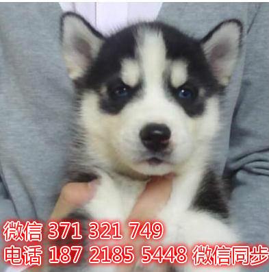 宠物狗狗哈士奇全国可以发货 犬舍繁殖 包健康