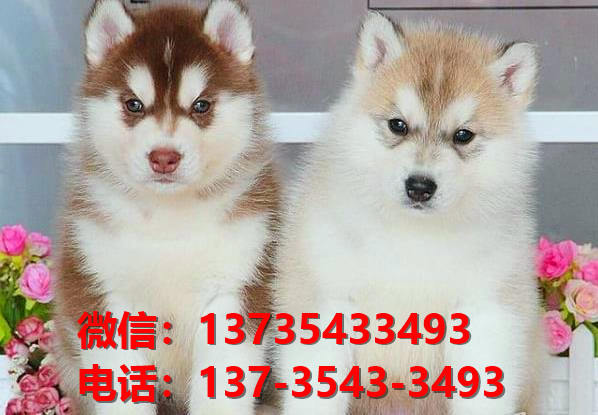 浙江宠物狗狗犬舍出售纯种哈士奇犬 二哈在哪