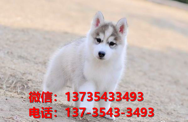 湖南宠物狗狗犬舍出售纯种哈士奇犬 二哈在哪有狗市场卖狗地方