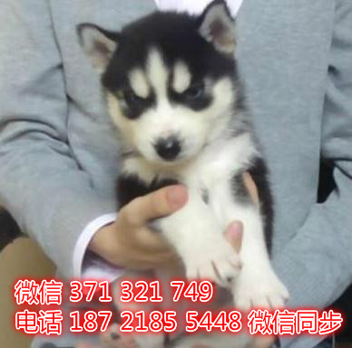 宠物狗狗哈士奇出售幼犬 全国可以发货 犬舍繁