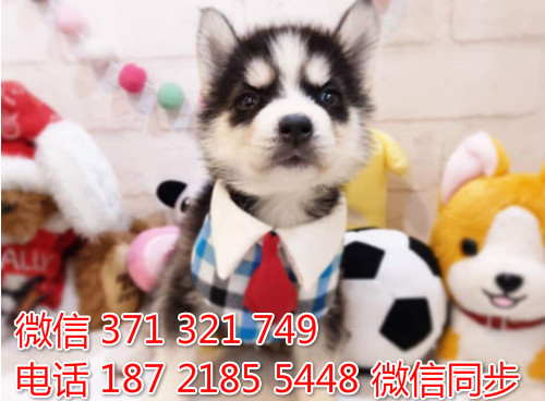 哈士奇纯种幼犬出售，犬舍直销哈士奇 犬舍狗场