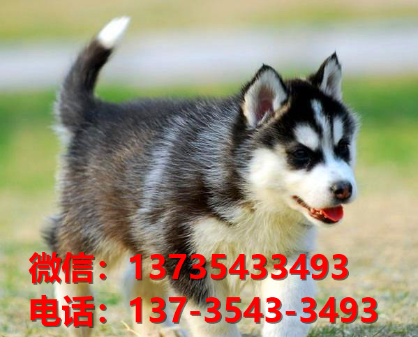 长沙狗场纯种哈士奇犬幼犬卖狗买狗地方哪里有
