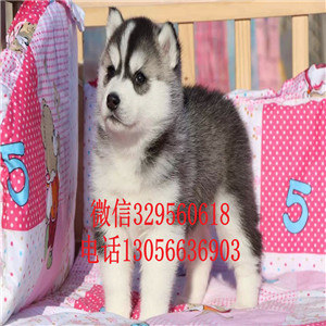  牡丹江哪里卖哈士奇幼犬哈士奇好养吗精品纯