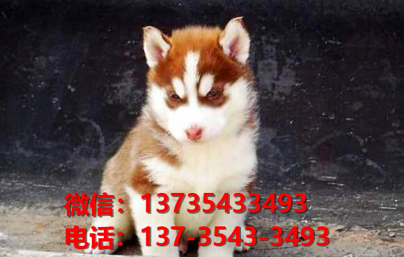 扬州宠物狗狗犬舍出售纯种哈士奇犬幼犬狗市场