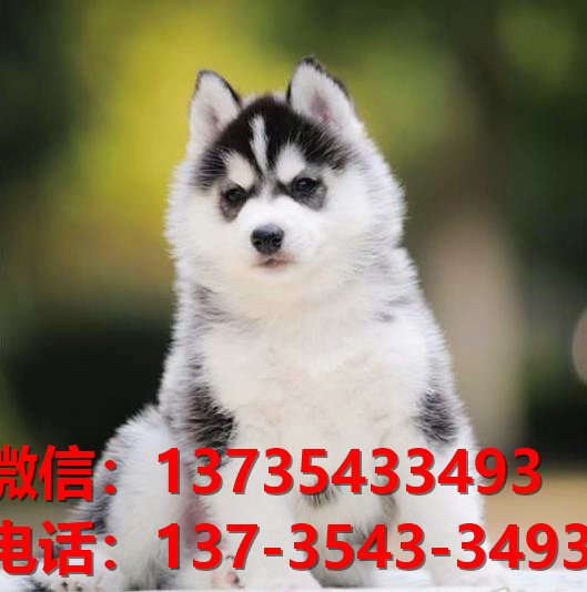 晋城宠物狗狗犬舍出售纯种哈士奇犬卖狗买狗地