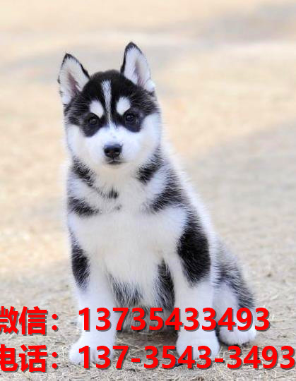 绍兴宠物狗狗犬舍出售纯种哈士奇幼犬狗市场在