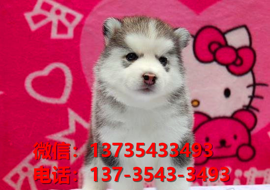 萍乡宠物狗狗犬舍出售纯种哈士奇幼犬网上买狗卖狗网站在哪里有狗市场