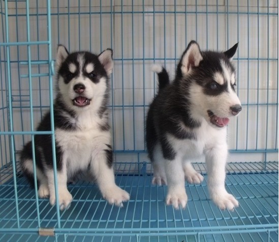 玉溪哈士奇小狗多少钱一条玉溪出售哈士奇小狗