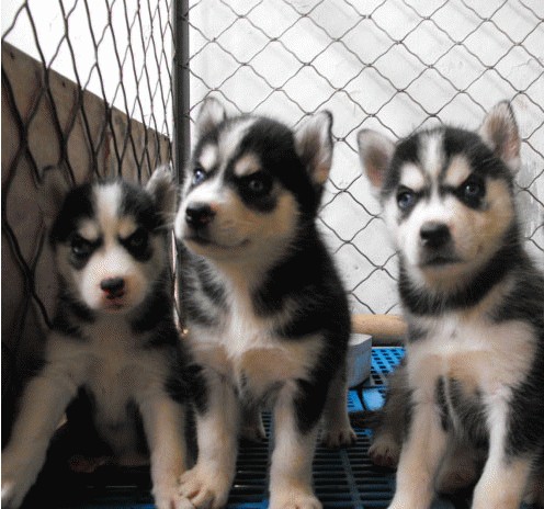 文山买哈士奇 马关县买哈士奇 狗场哈士奇出售