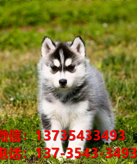 郴州宠物狗犬舍领养哈士奇犬卖狗买狗网站在哪有狗市场领养