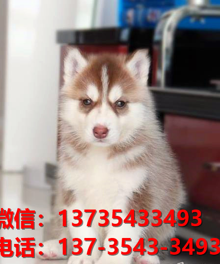北海宠物狗犬舍出售纯种哈士奇犬网上卖狗买狗地方在哪有狗市场领养