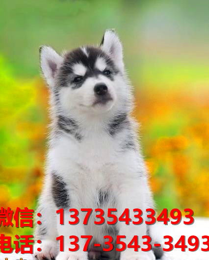 驻马店宠物狗犬舍出售纯种哈士奇犬卖狗买狗网