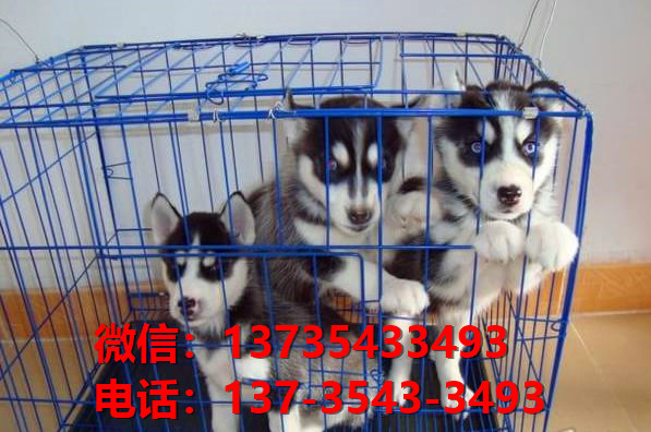 郴州宠物狗犬舍领养哈士奇犬卖狗买狗网站在哪有狗市场领养