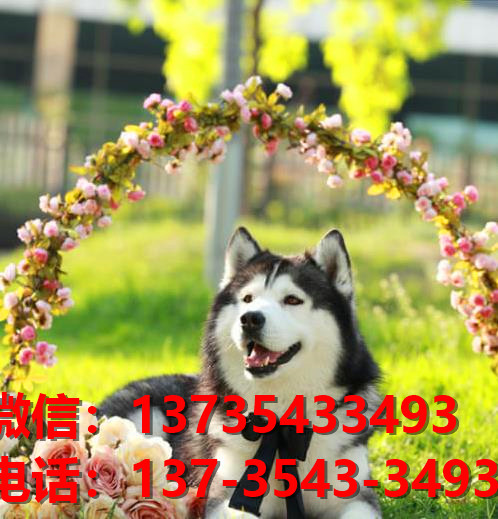 信阳宠物狗犬舍出售纯种哈士奇犬网上卖狗买狗