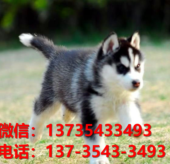 郴州宠物狗犬舍领养哈士奇犬卖狗买狗网站在哪