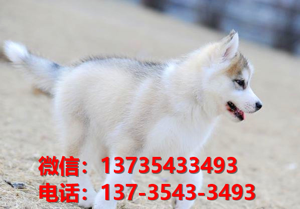 随州宠物狗犬舍领养纯种哈士奇犬卖狗买狗地方在哪有狗市场