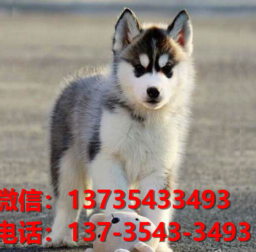 常德宠物狗犬舍出售纯种哈士奇犬网上买狗卖狗