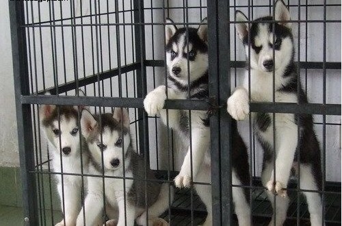 楚雄大姚买卖哈士奇小狗楚雄州出售哈士奇幼犬