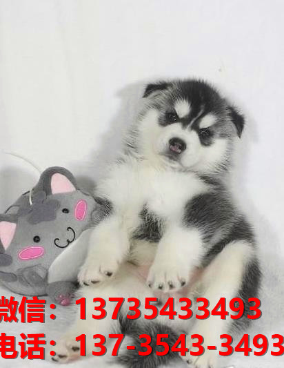益阳宠物狗犬舍出售纯种哈士奇犬网上买狗卖狗网站在哪有狗市场