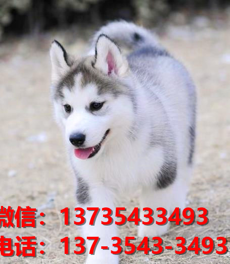 红河宠物狗狗犬舍出售纯种哈士奇犬网上卖狗买