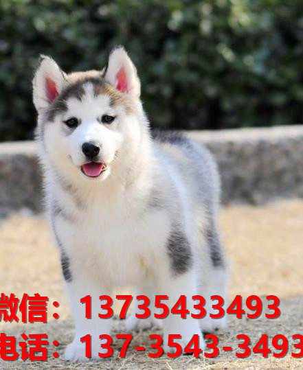 延安宠物狗狗犬舍出售纯种哈士奇犬卖狗买狗地