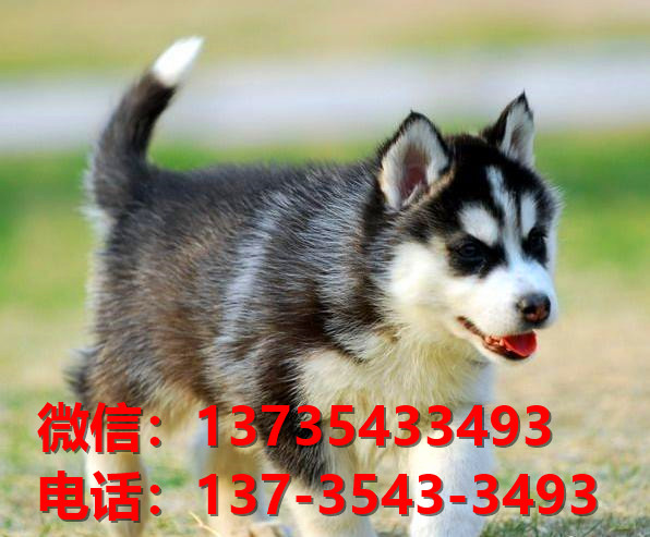 广安宠物狗犬舍出售纯种哈士奇犬网上卖狗买狗