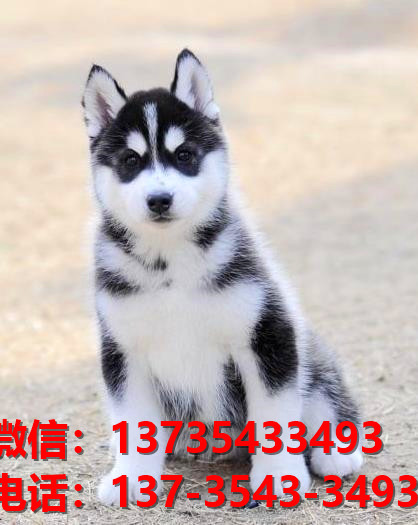 楚雄宠物狗狗犬舍出售纯种哈士奇犬卖狗买狗地