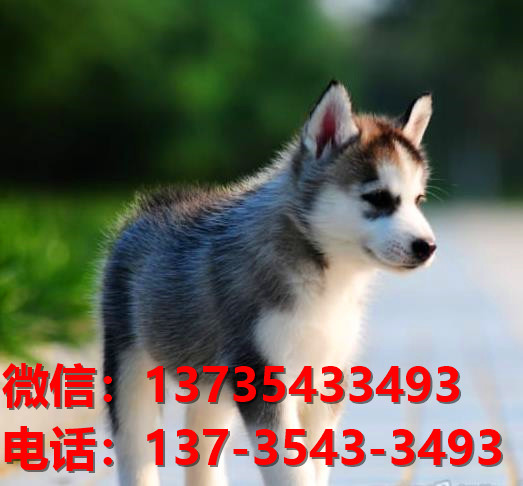 达州宠物狗犬舍出售纯种哈士奇犬网上买狗卖狗地方在哪有狗市场领养