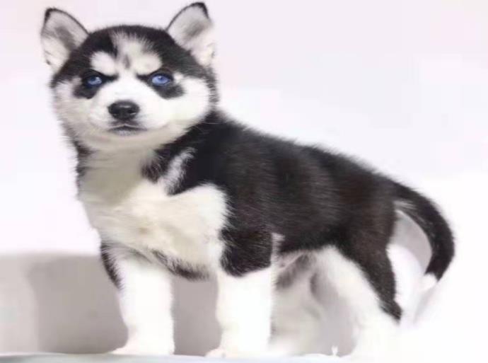 基地放假啦 狗狗无人照顾