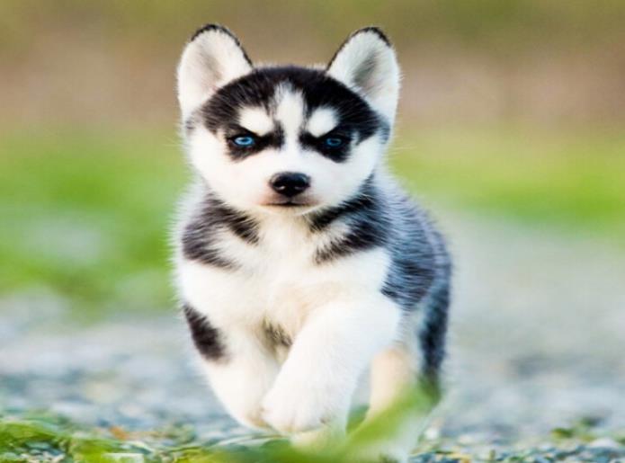 三把火蓝眼睛哈士奇